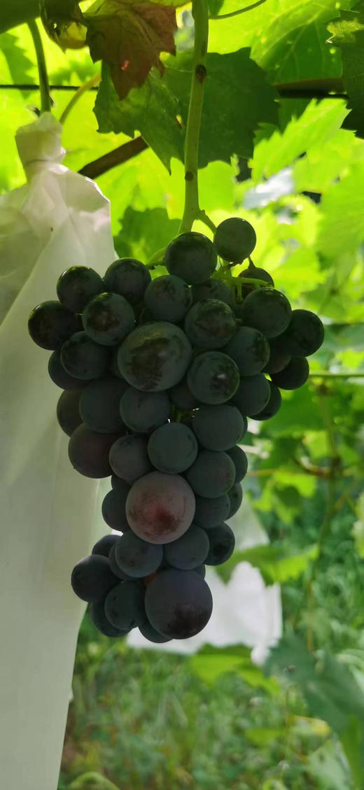 周二配送万柳地区！顺义基地夏黑葡萄，有机种植，没有除草剂，膨大剂，果粒大小不均匀，无籽纯甜！ 商品图0