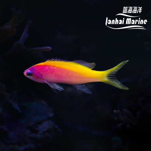 马代金背宝石 商品图0