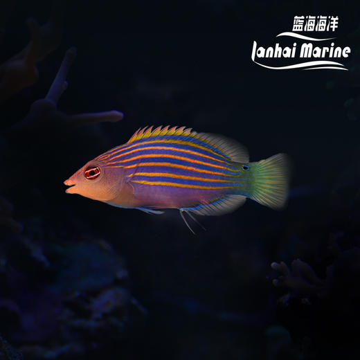 六线龙（除钉螺） 商品图0