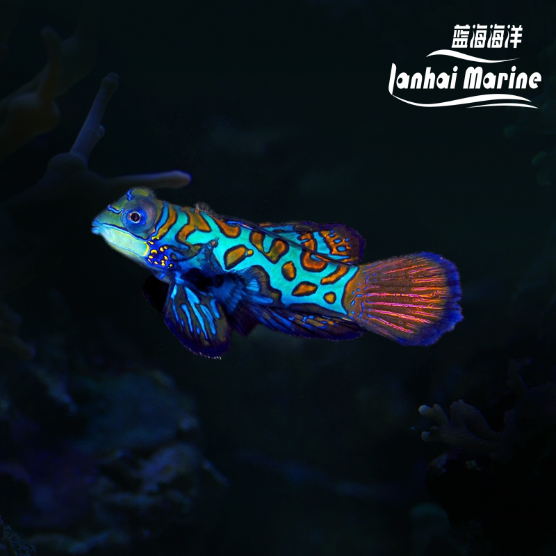 五彩青蛙（吃虫子）