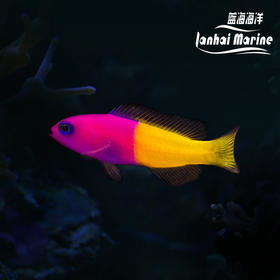 印度双色草莓