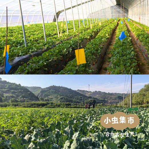 沃野青青生态蔬菜丰产自选包 4斤（1-4种）  | 合作农友生产，产自陕西咸阳，生产者：郑力行*【公平贸易农人定价】 商品图5