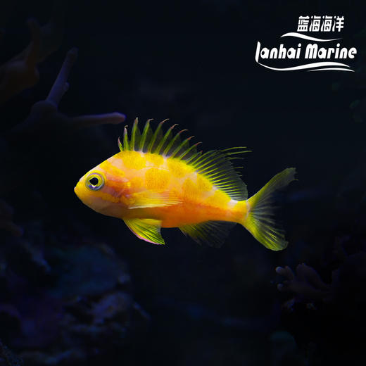 樱花宝石（发霉鱼） 商品图7