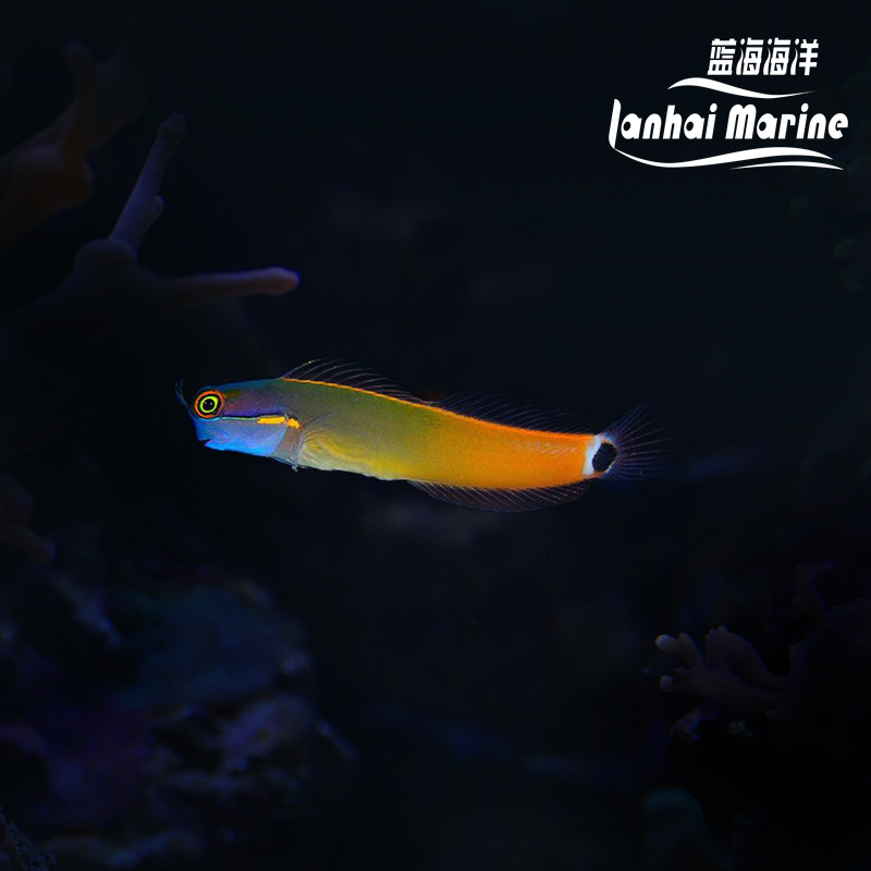 小丑虾虎