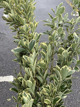 国产花材-【黄杨叶】