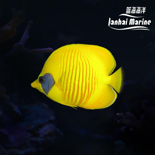 红海黄金蝶 商品图0