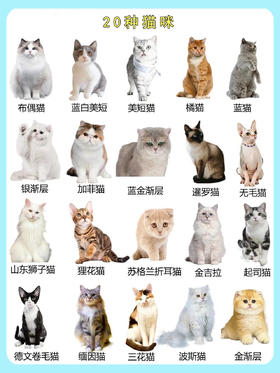 宠物猫品种区分