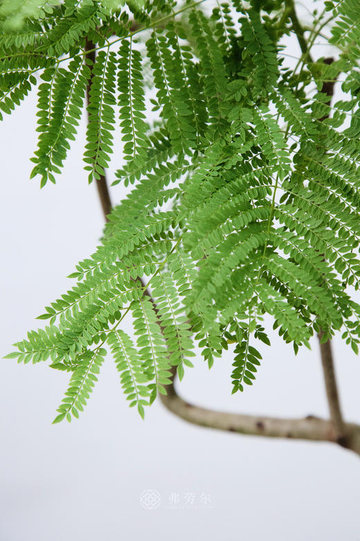 白火炬盆-蓝花楹 商品图2