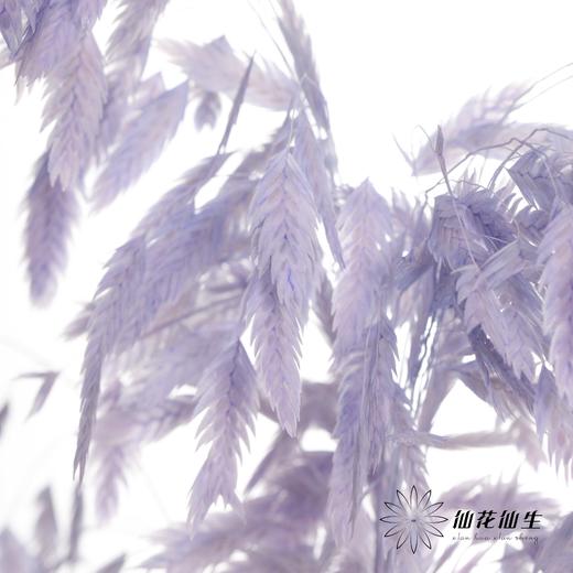永生花材 | 小盼草香芋紫 商品图3