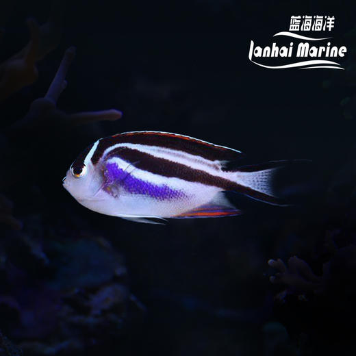 土耳其仙 母 商品图0