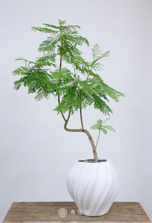 白火炬盆-蓝花楹 商品图0