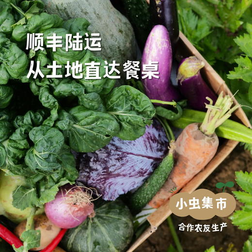 沃野青青生态蔬菜丰产自选包 4斤（1-4种）  | 合作农友生产，产自陕西咸阳，生产者：郑力行*【公平贸易农人定价】 商品图4