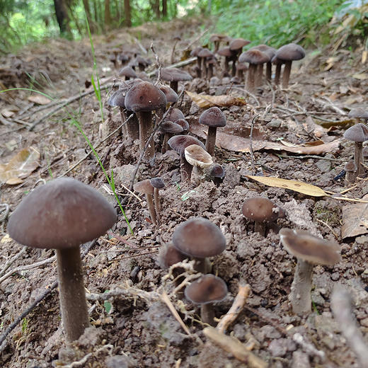 黑皮鸡枞菌 神仙居海拔600多米竹林深处 “人种天养” 自然鲜味 商品图3