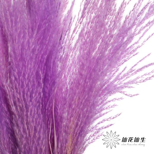 永生花材 | 金丝芦苇紫色 商品图1