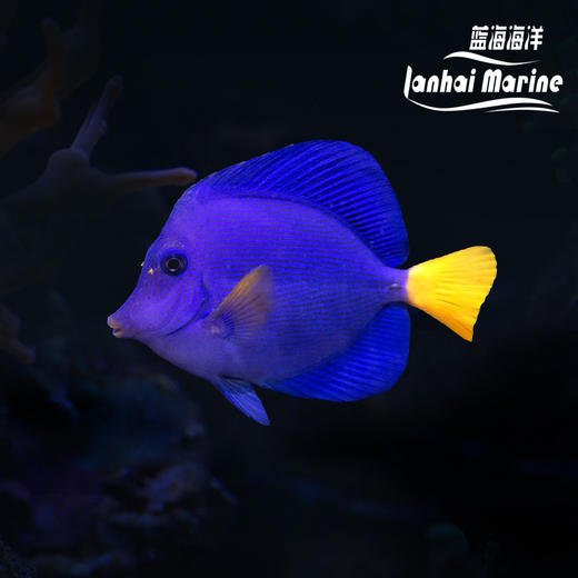 红海紫吊 商品图0