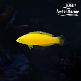 黄龙（除蚓螺）