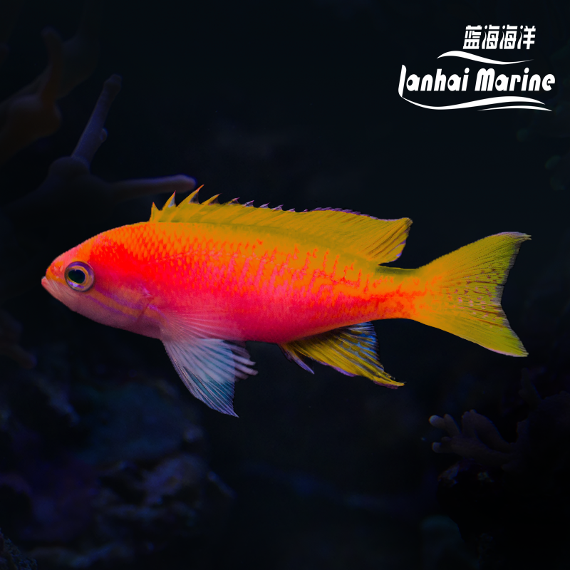 马代双斑宝石 母