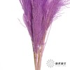 永生花材 | 金丝芦苇紫色 商品缩略图2