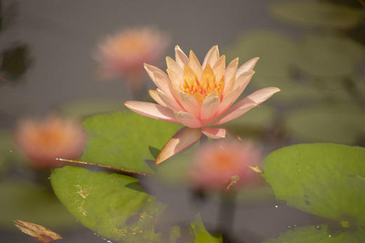 越南湄公河睡莲季——越南胡志明、安隆睡莲、芽庄、富安、顺化、河内人文风情三飞9天——14天（越南南部海岸风景+河内下龙湾+北部沙坝度假胜地） 商品图12