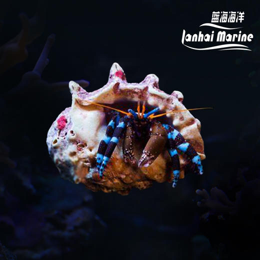 蓝脚寄居蟹 商品图0