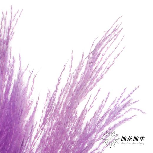 永生花材 | 金丝芦苇紫色 商品图3