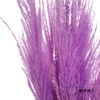 永生花材 | 金丝芦苇紫色 商品缩略图4