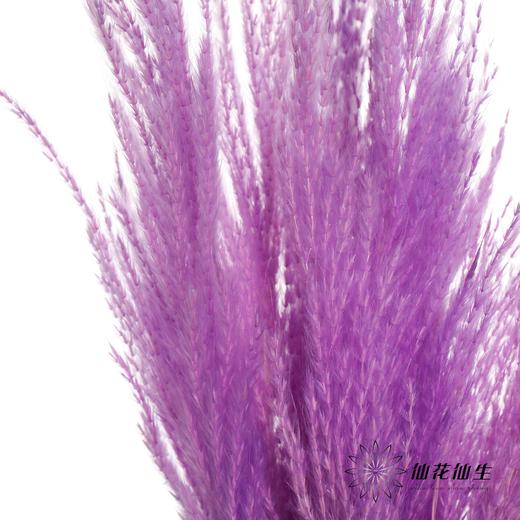 永生花材 | 金丝芦苇紫色 商品图4