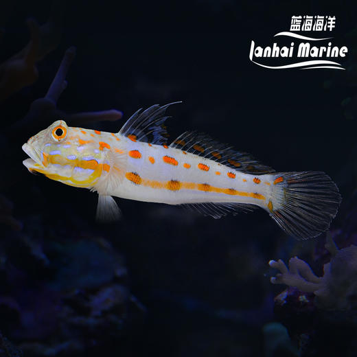 马代钻石哨兵 大鳞凡塘鳢 翻砂高手 商品图0