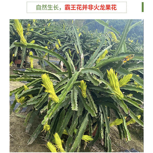 L杨栈记精选霸王花200g/袋 商品图4