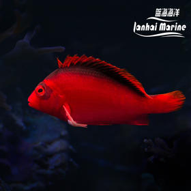 火焰鹰（2B脸）