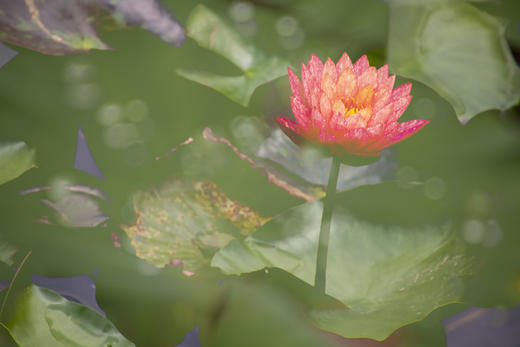 越南湄公河睡莲季——越南胡志明、安隆睡莲、芽庄、富安、顺化、河内人文风情三飞9天——14天（越南南部海岸风景+河内下龙湾+北部沙坝度假胜地） 商品图11