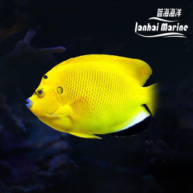 蓝嘴