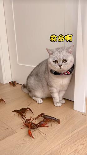 救命啊猫咪