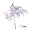 永生花材 | 小盼草香芋紫 商品缩略图0
