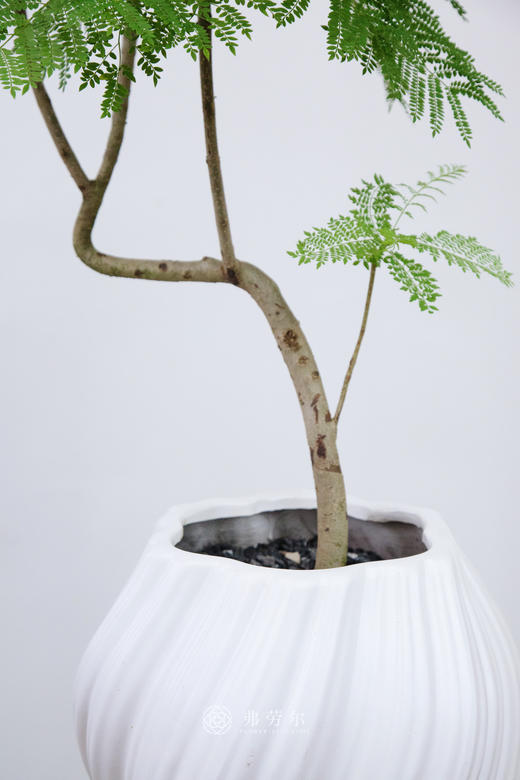 白火炬盆-蓝花楹 商品图1