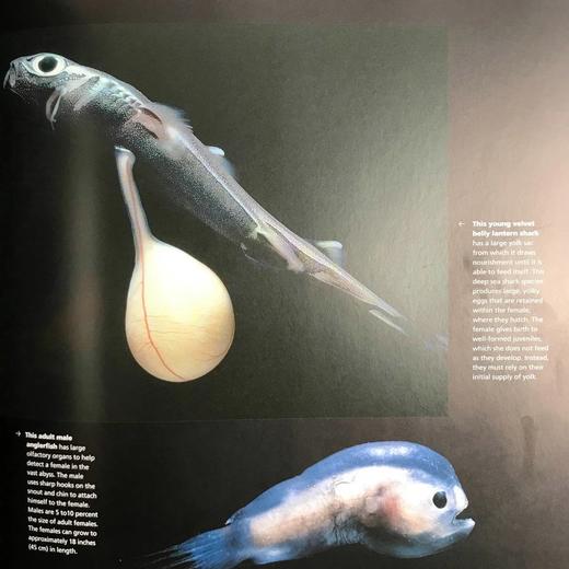 海洋视觉指南 数百幅彩色插图 精装16开 商品图5