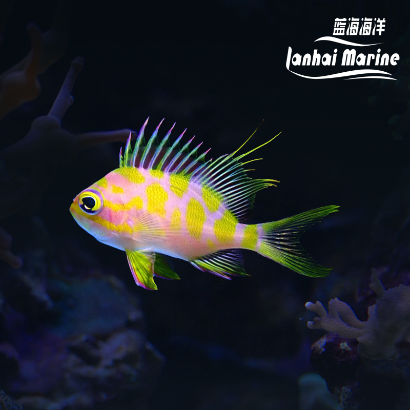 樱花宝石（发霉鱼）