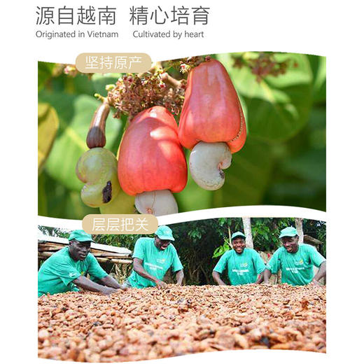 【1件包邮】佰斯纳特紫衣腰果320g 品味香脆口感 甘肃/青海/内蒙古/新疆/西藏/宁夏/海南/港澳台不发货 商品图2