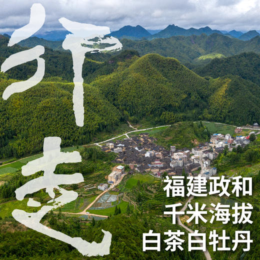 政和白茶白牡丹 2025谷雨采摘千米海拔高山茶青 500克量贩装（三联生活爱茶推荐） 商品图0