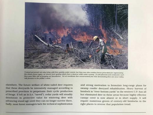 希瓦塔的兄弟：野生动物回顾 约70幅插图 精装16开 商品图13