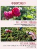 玫瑰纯露 「单瓶」300ml 草本护肤 商品缩略图1