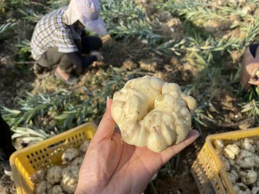 当季新鲜 龙牙百合  口感粉糯不苦不甜 商品图2