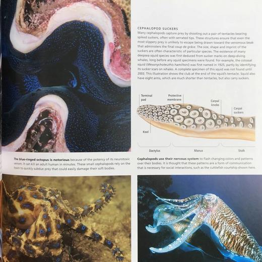 海洋视觉指南 数百幅彩色插图 精装16开 商品图11