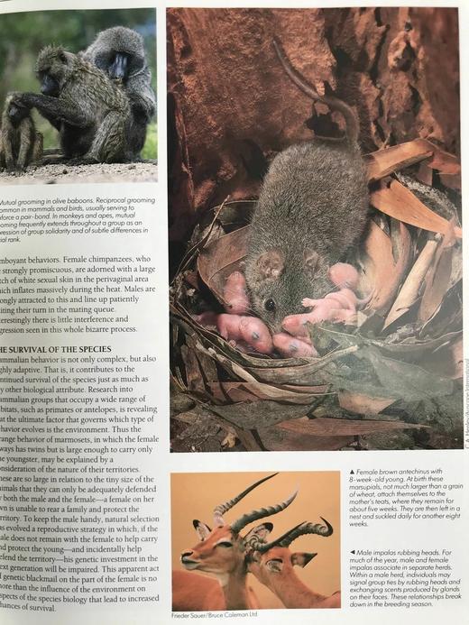 读者文摘动物百科全书 2000余幅插图 精装大16开 商品图13