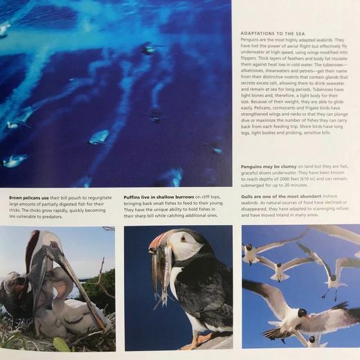 海洋视觉指南 数百幅彩色插图 精装16开 商品图8