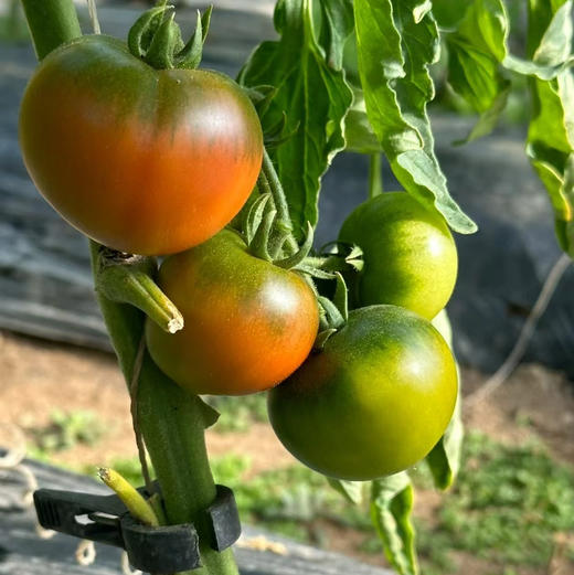 张北的碱地水果西红柿，品种甜脆脆，甜度9个糖以上，口感非常棒，张北现在昼夜温差大，西红柿味非常浓郁，秒杀目前所有的口感番茄！4斤/箱 商品图0