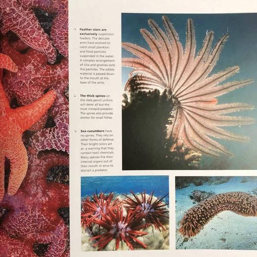 海洋视觉指南 数百幅彩色插图 精装16开 商品图10