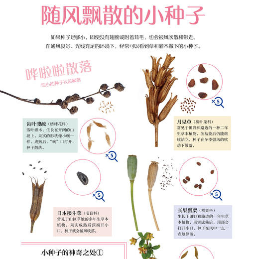 《旅行的种子图鉴》 商品图7
