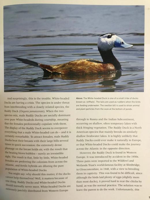 珍稀鸟类图谱 200余幅彩色插图 精装16开 商品图11