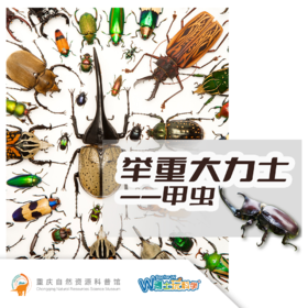 重庆自然资源科普馆 | 【举重大力士（甲虫）】